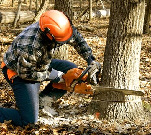 Tree Removal in Pottsville, AR